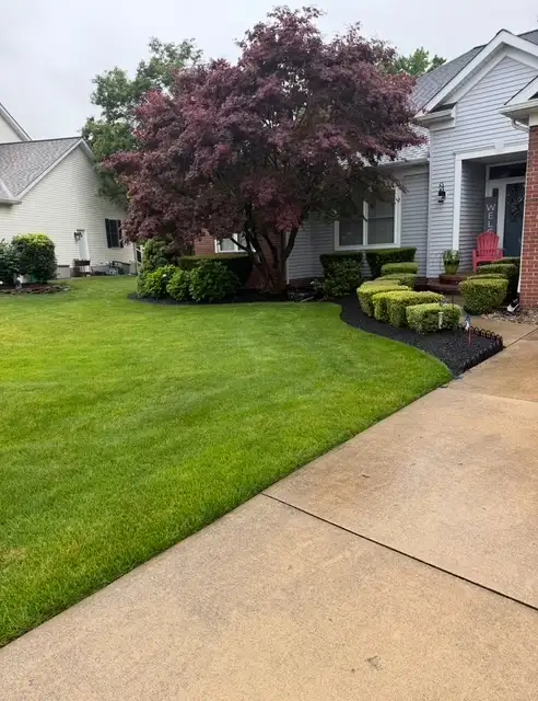 Well-maintained lawn with Japanese maple tree treated by Field of Dreams Lawn Care