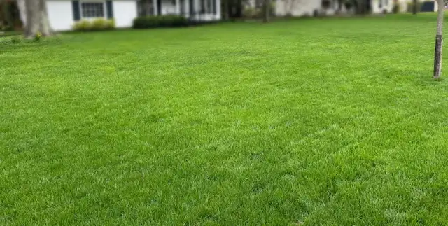 Thick green lawn after Field of Dreams fertilization treatment in Independence, Ohio