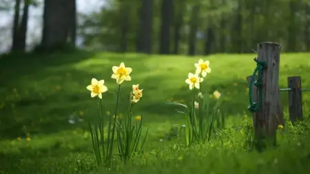 Healthy landscaping with spring daffodils and green lawn in Northeast Ohio