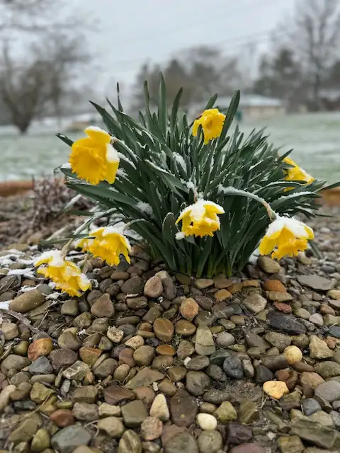 Snow-covered lawn and daffodils in winter — snow mold prevention protects grass underneath